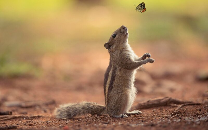 Chipmunk Standing on Dirt