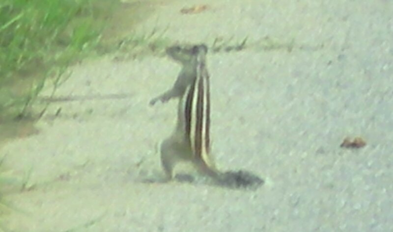 chipmunk standing on hind legs