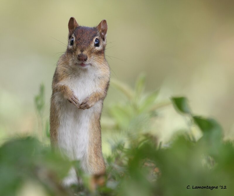 Chipmunk standing upright