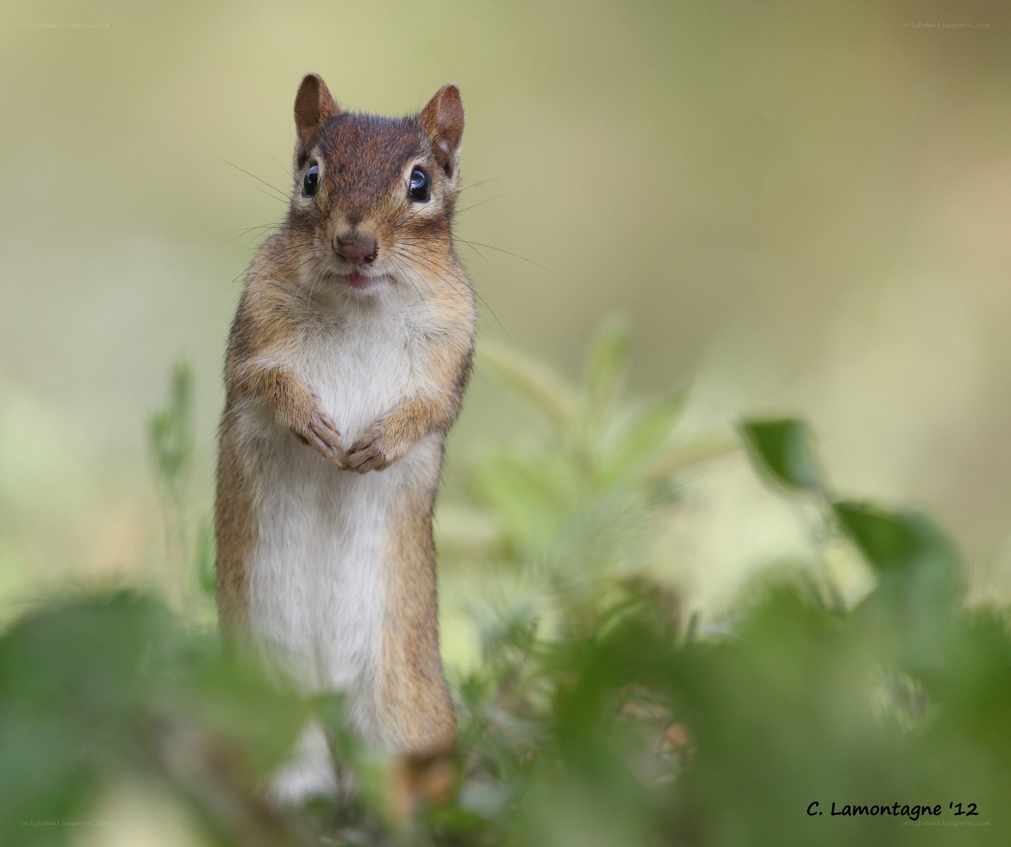 Chipmunk standing upright