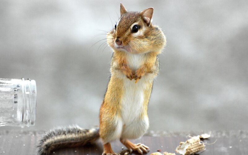 Chipmunk Standing Upright — Brown, Curious