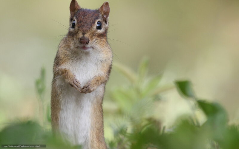 chipmunk standing upright