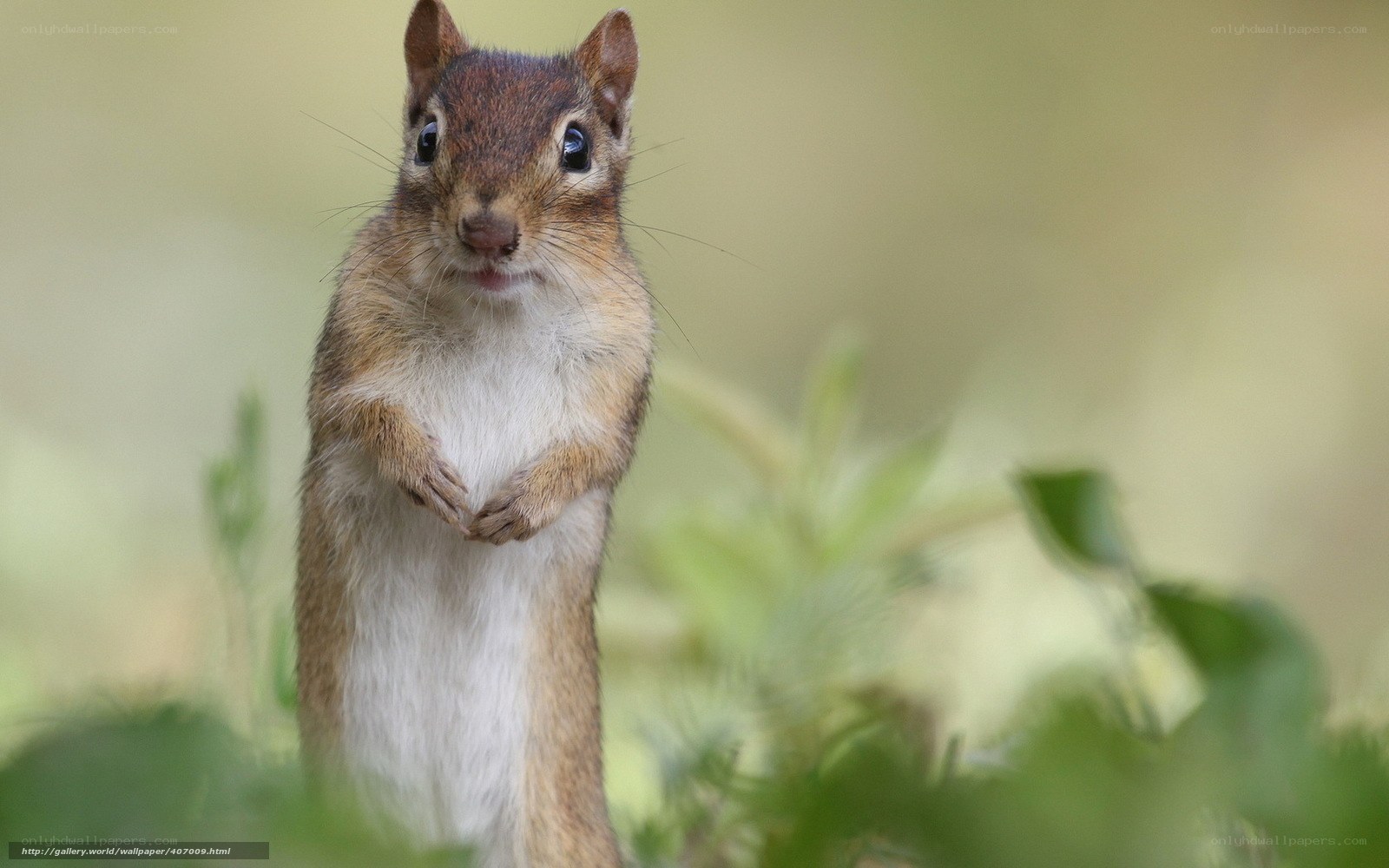 chipmunk standing upright