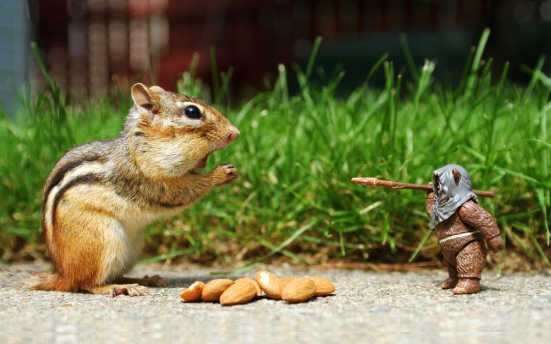 Chipmunk with Almonds — Brown, Playful