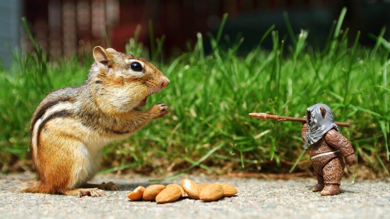 Chipmunk with Almonds — Green