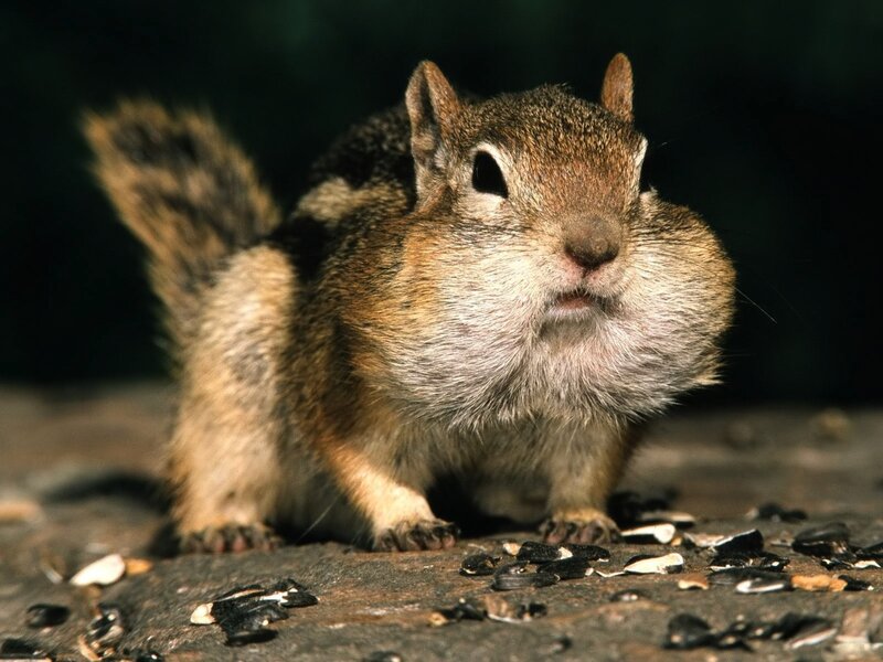 Chipmunk with full cheeks