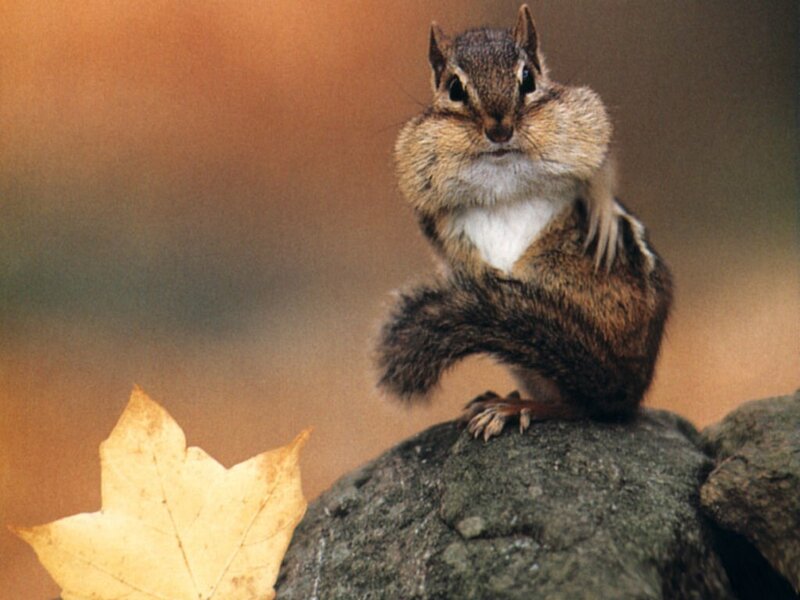 Chipmunk with full cheeks