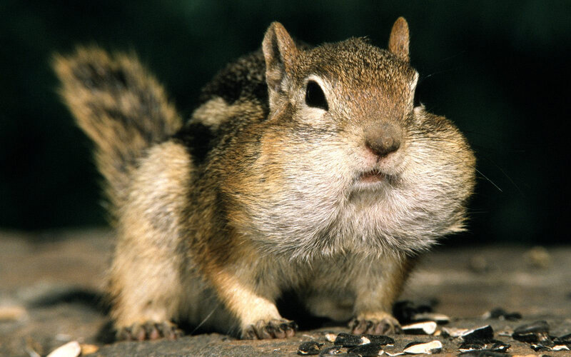 Chipmunk with Full Cheeks — Brown, Alert, Photograph, Seeds, Tail
