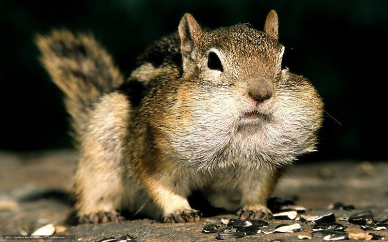 Chipmunk with Full Cheeks — Brown, Alert, Photograph, Seeds