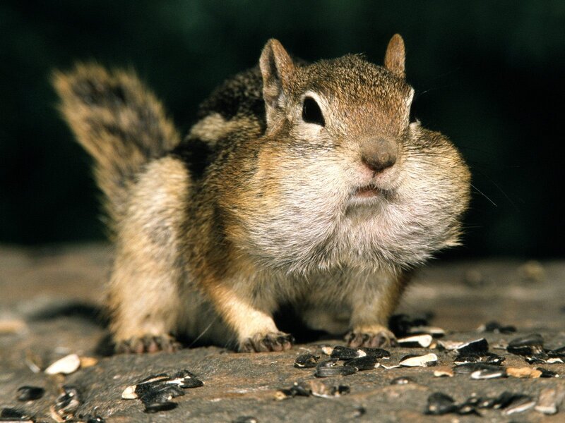 Chipmunk with Full Cheeks — Brown, Alert, Photograph