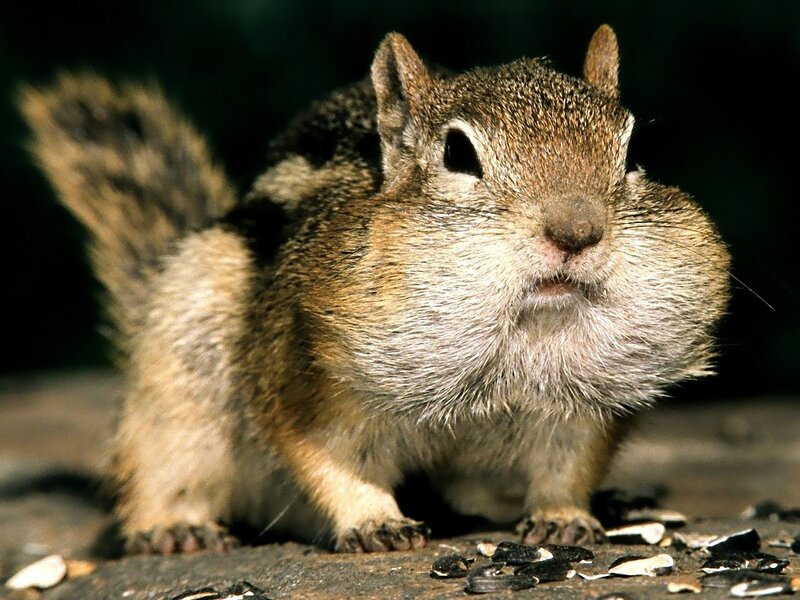 Chipmunk with Full Cheeks — Brown, Alert
