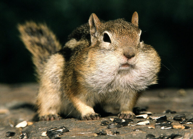 Chipmunk with Full Cheeks — Brown