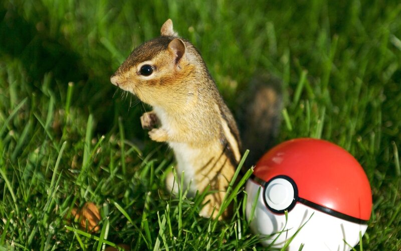 chipmunk with pokeball