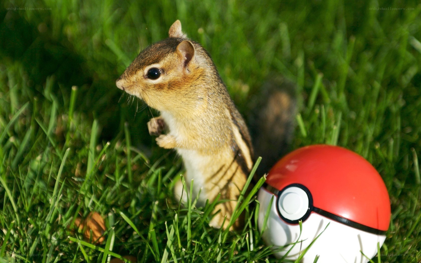 chipmunk with pokeball