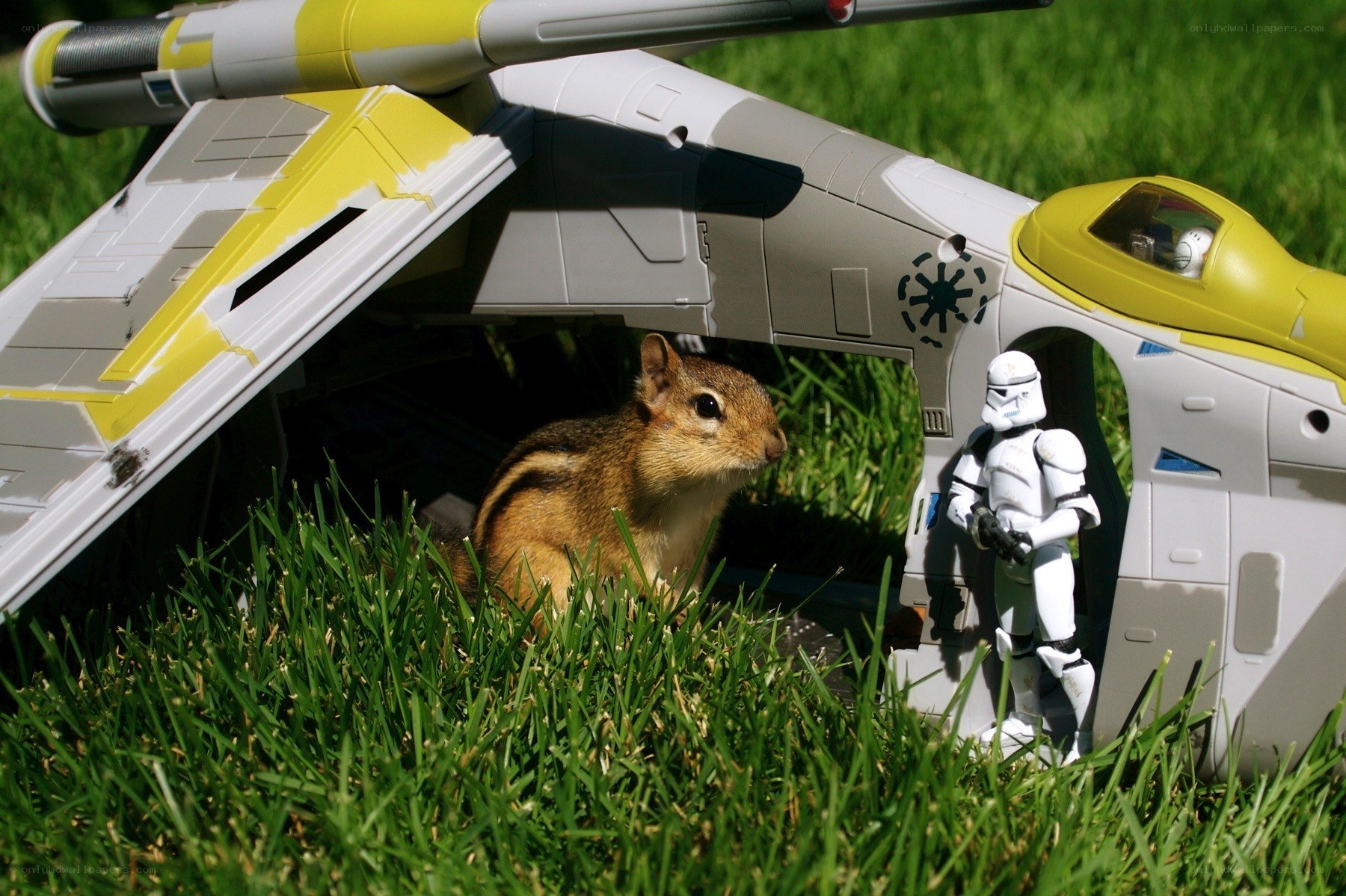 chipmunk with star wars toy