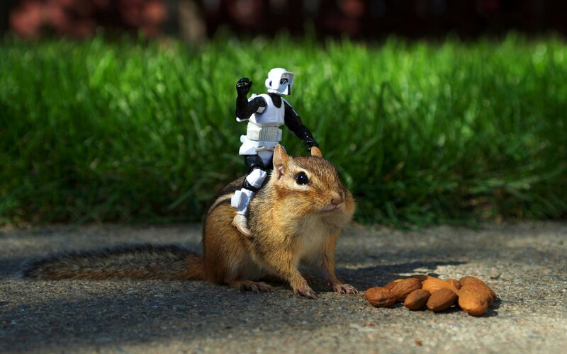chipmunk with stormtrooper toy