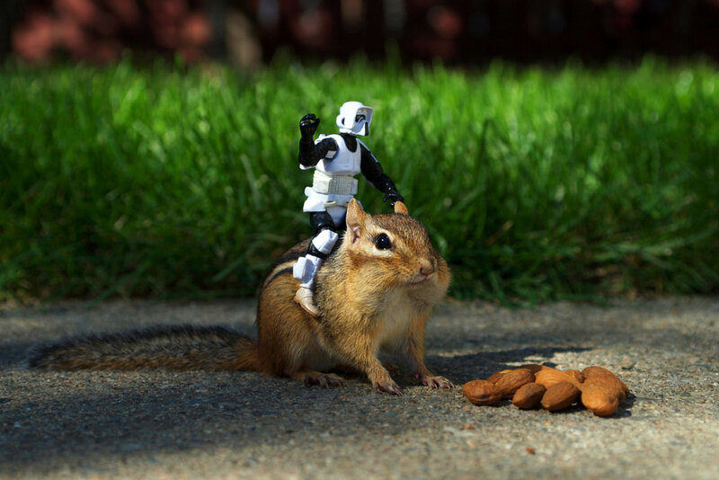 chipmunk with stormtrooper toy