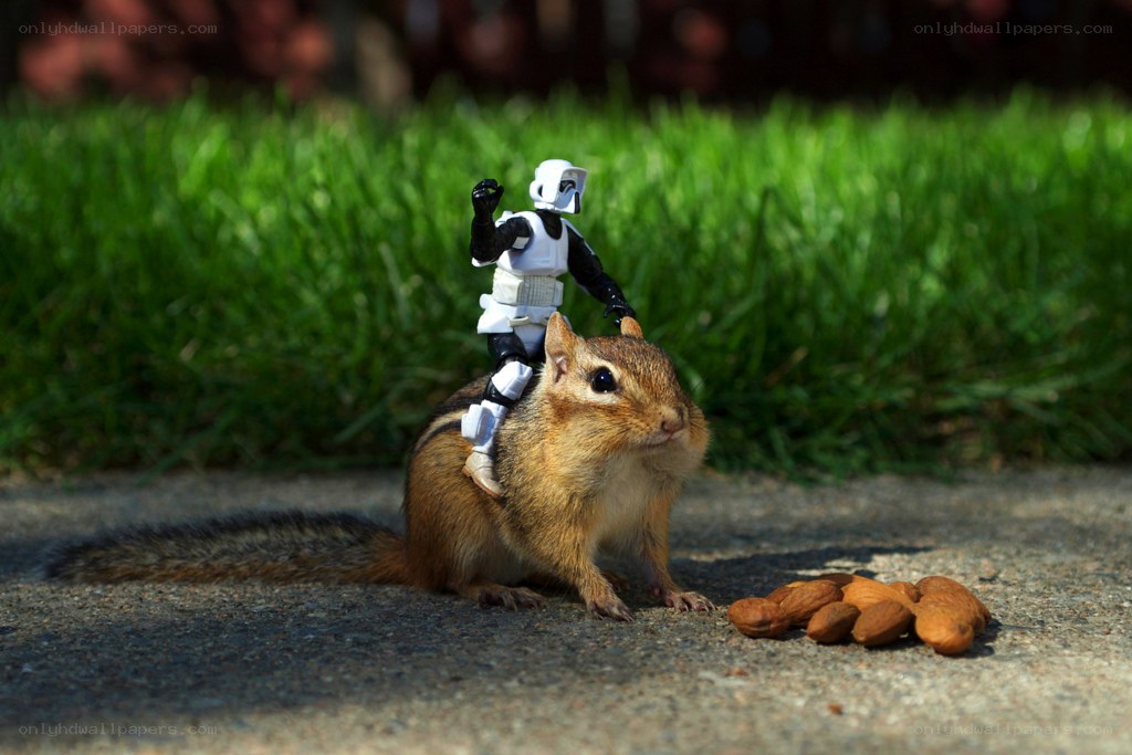 chipmunk with stormtrooper toy