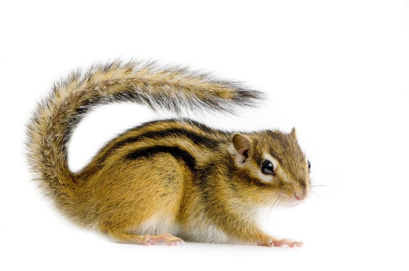 Chipmunk with striped fur