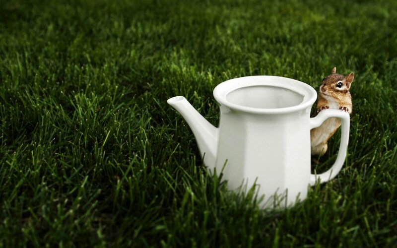 chipmunk with teapot in grass