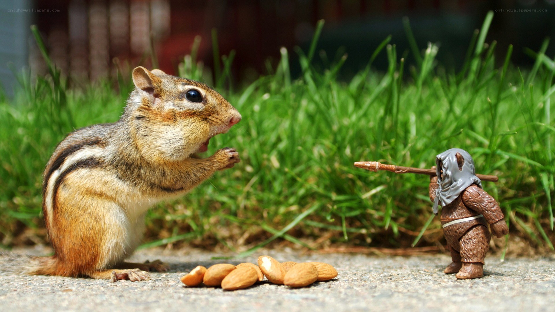 Chipmunk with toy figure
