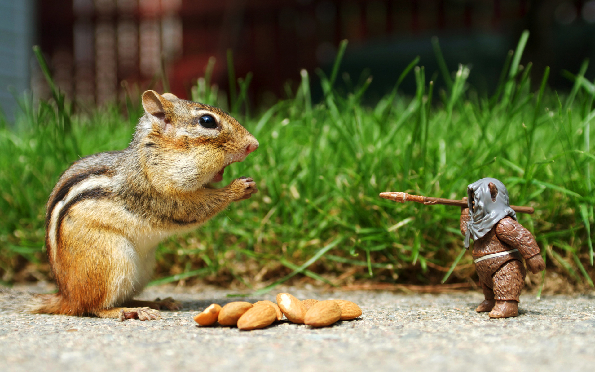 Chipmunk with toy figure