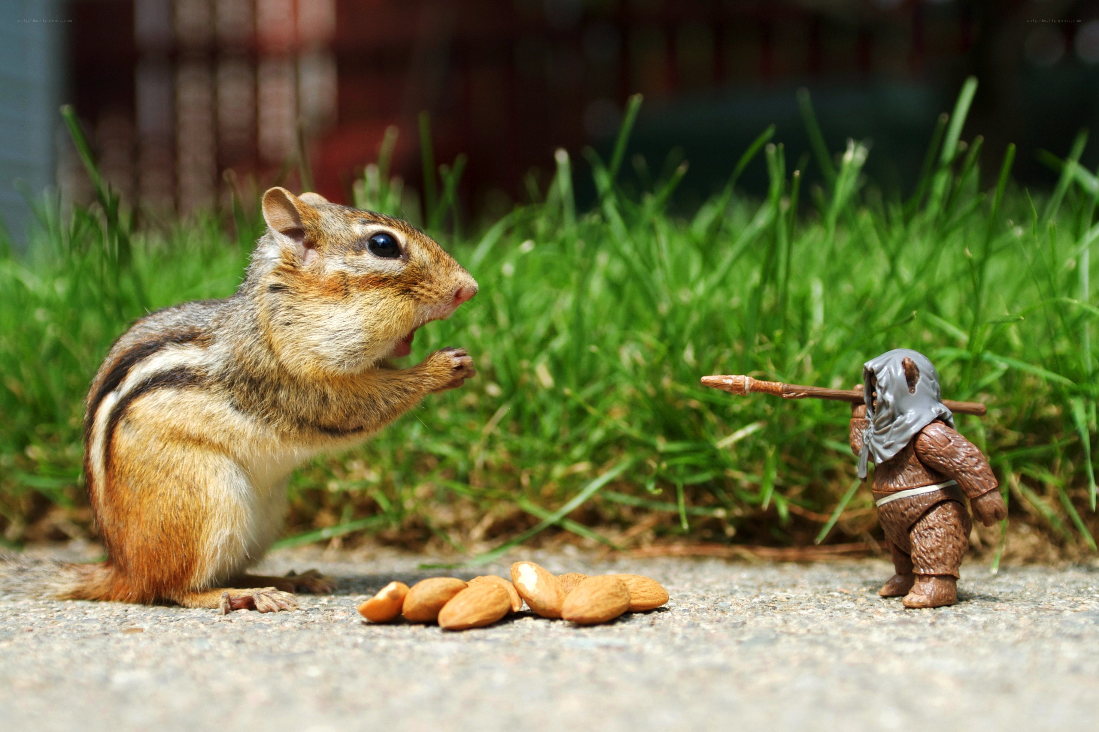 Chipmunk with toy figure