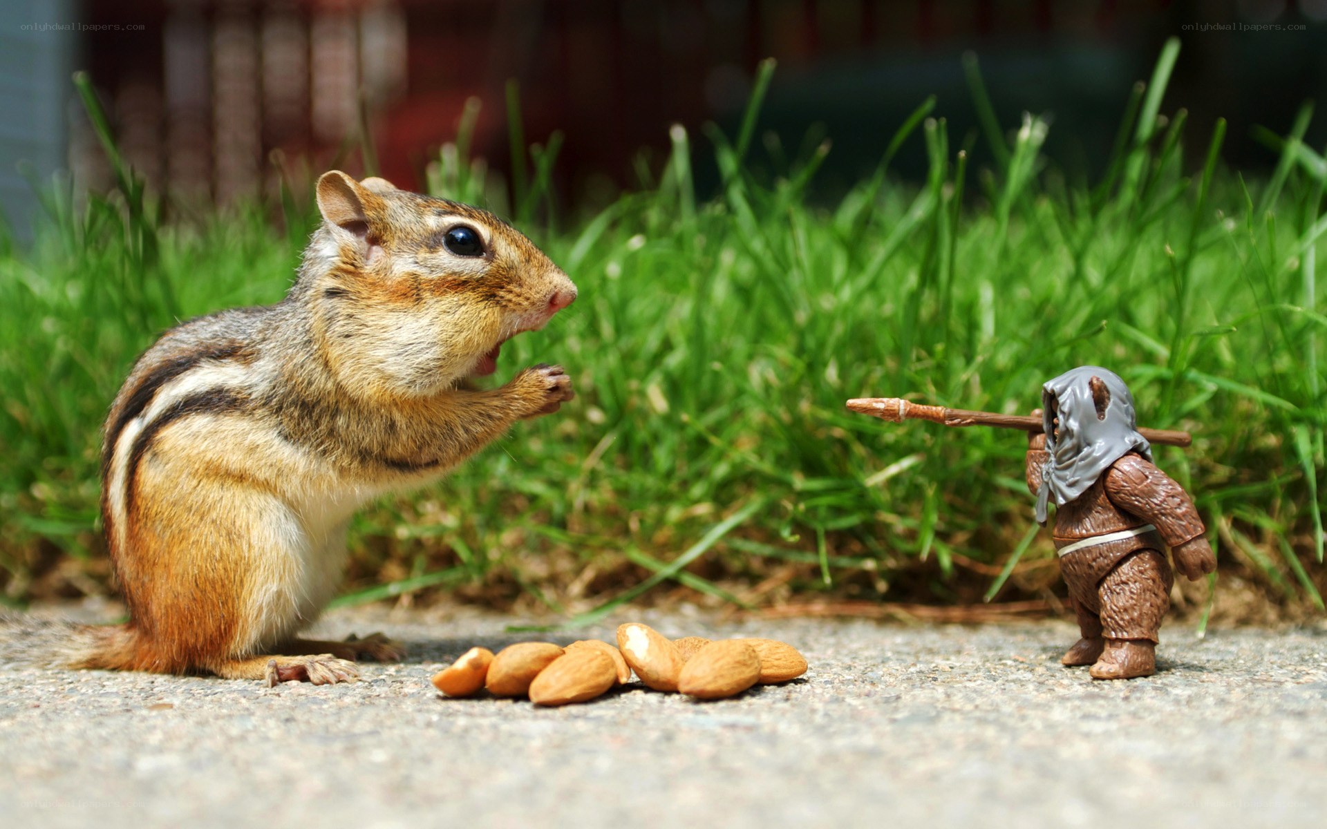 chipmunk with toy warrior