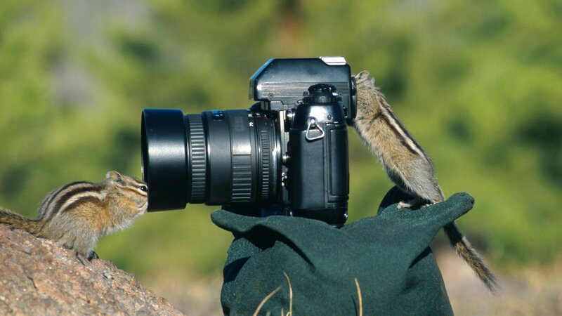 Chipmunks and a camera