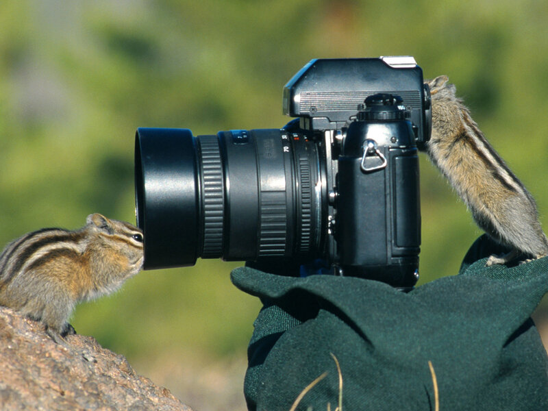 Chipmunks and Camera