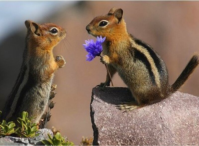 Chipmunks with a flower