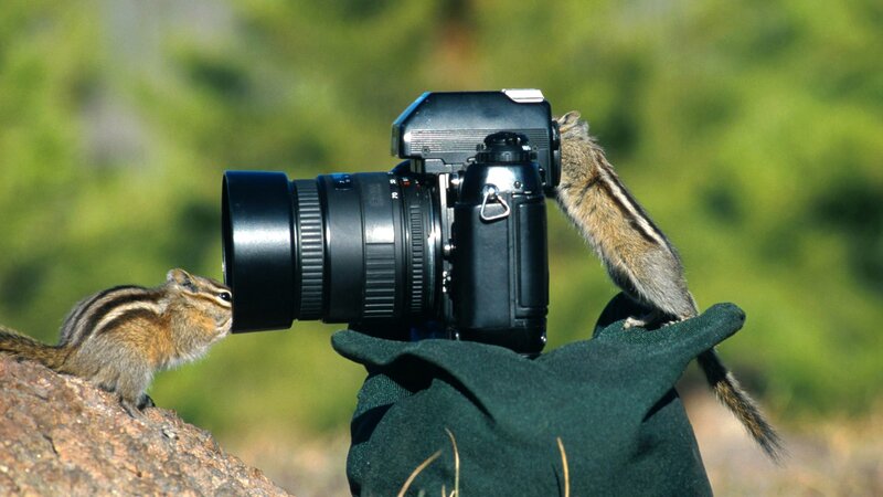 Chipmunks with Camera — Green, Curious, Afternoon, Photograph