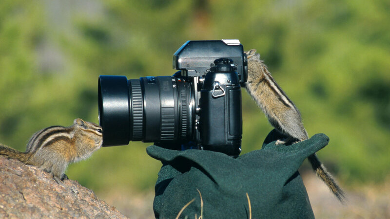 Chipmunks with Camera — Green, Curious, Afternoon