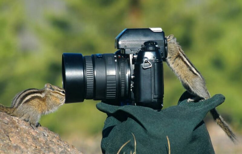 Chipmunks with Camera — Green, Curious