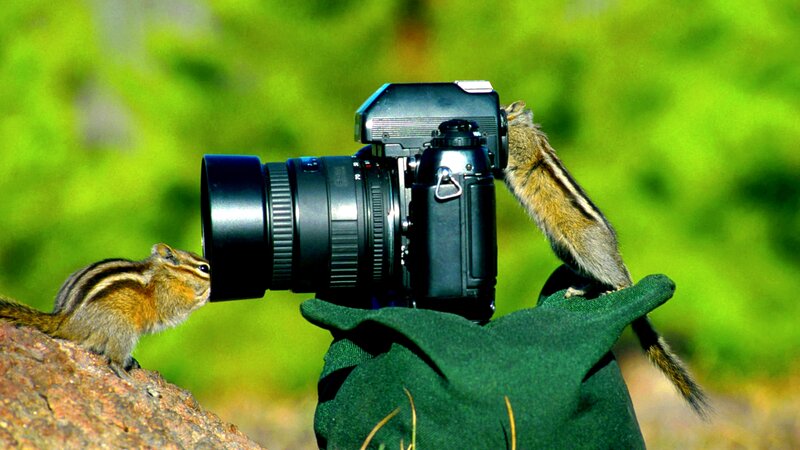 Chipmunks with Camera — Green