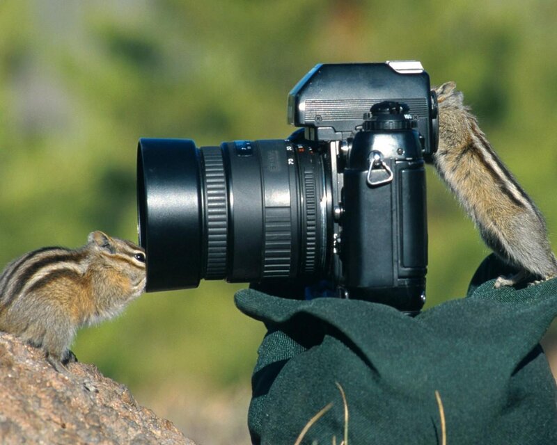 Chipmunks with Camera