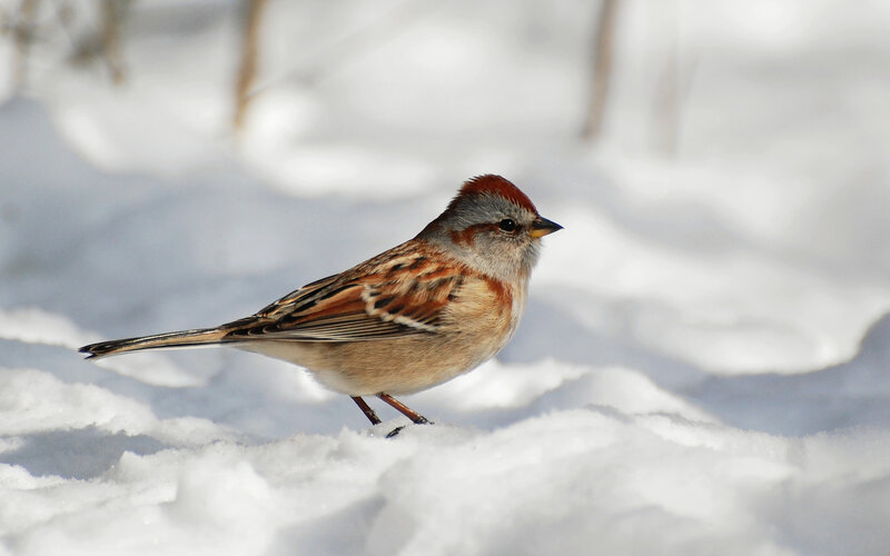 Chipping Sparrow in Snow