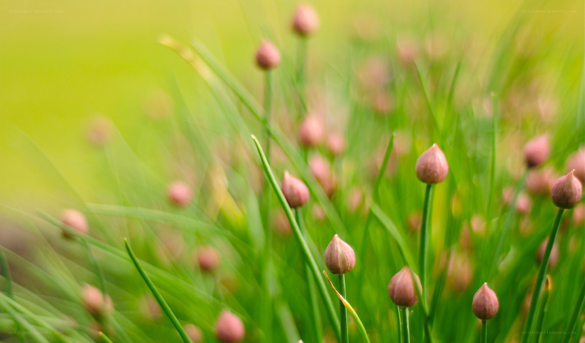 Chive buds in a green field
