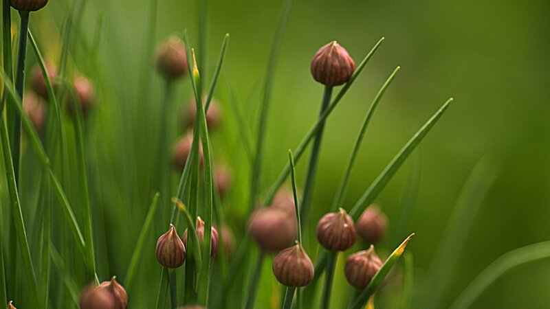 Chive Flower Buds