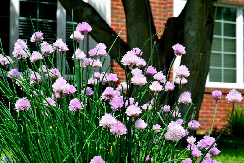 Chive Flowers in Bloom