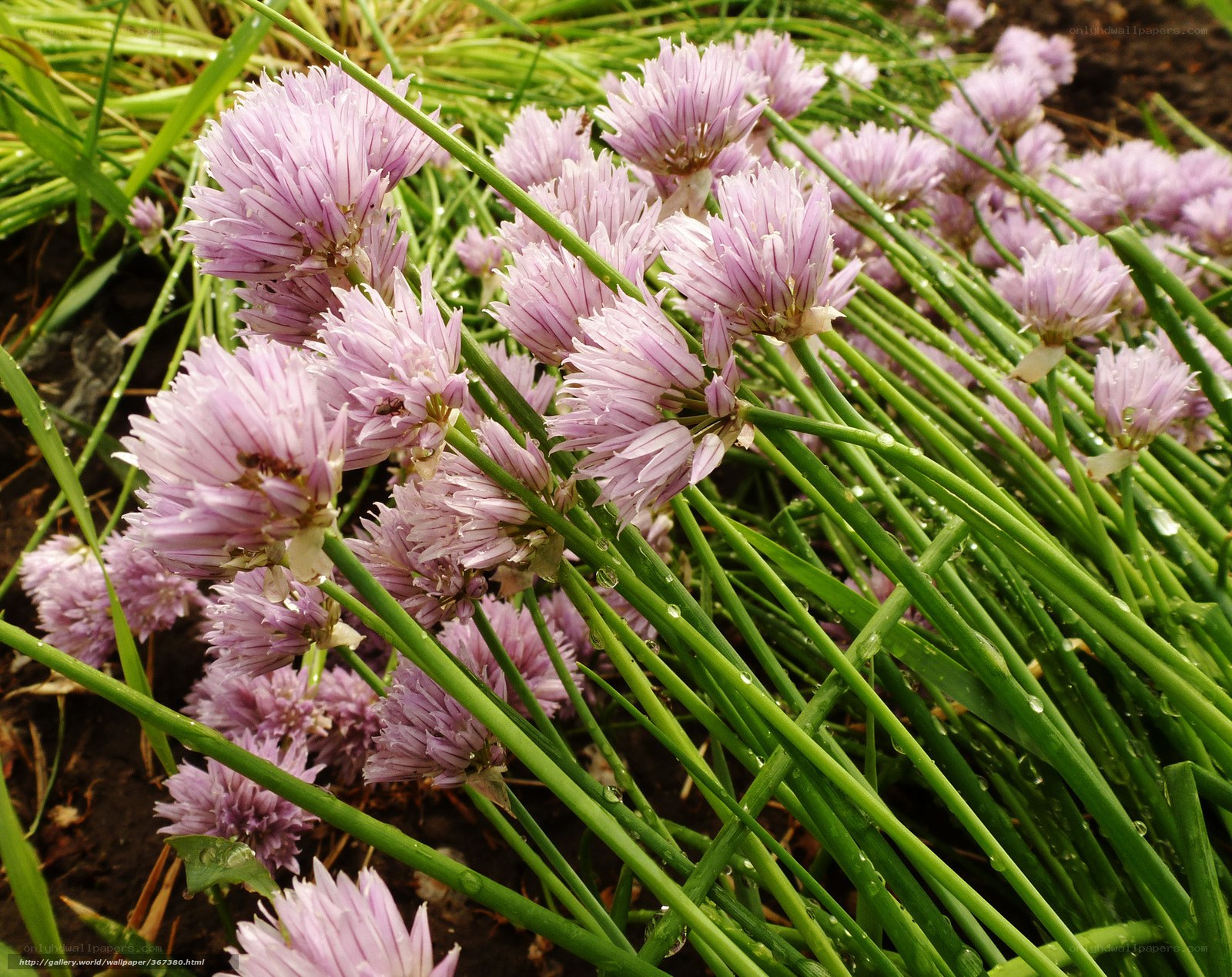 Chive flowers in garden