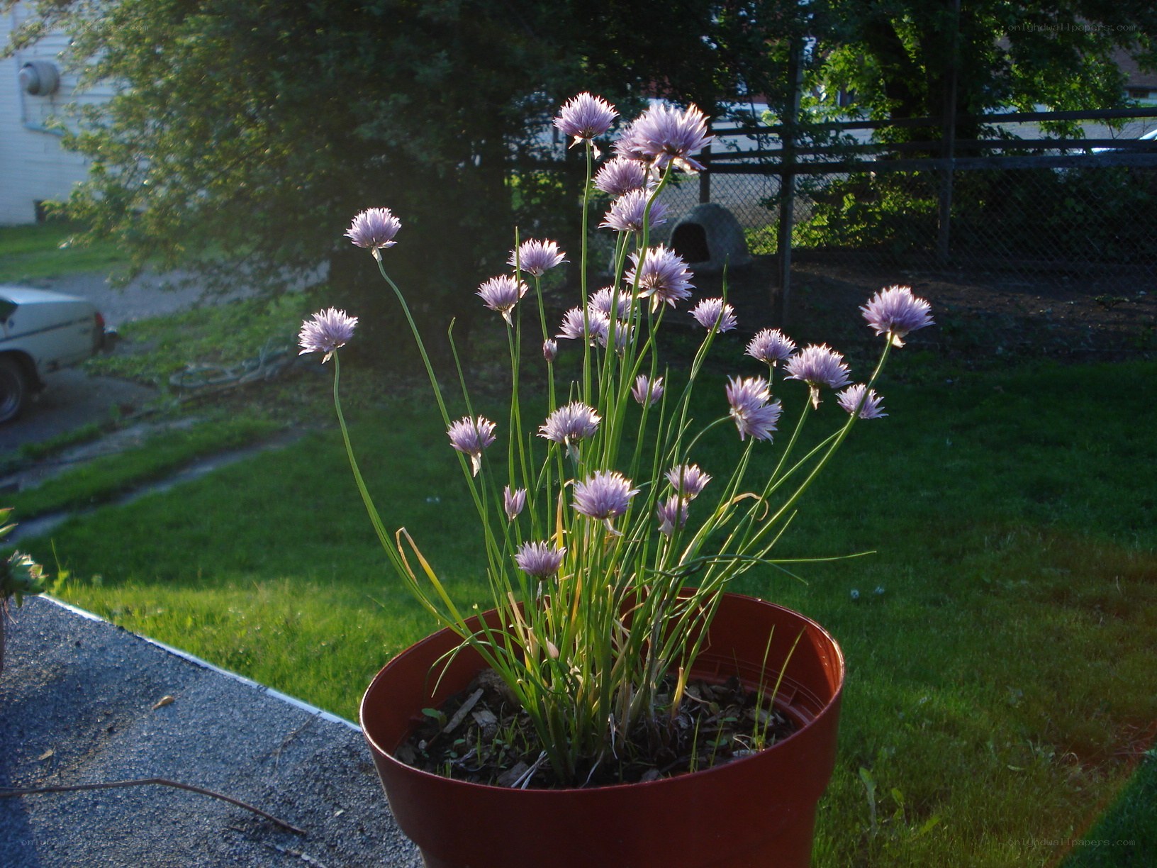 Chives in a pot