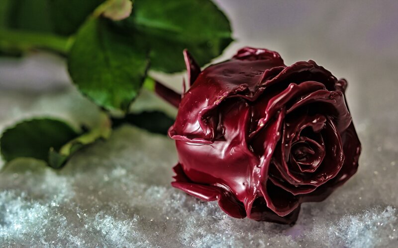 Chocolate-covered Rose