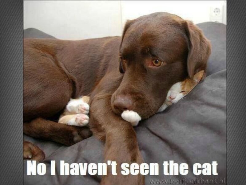 Chocolate Lab and Cat