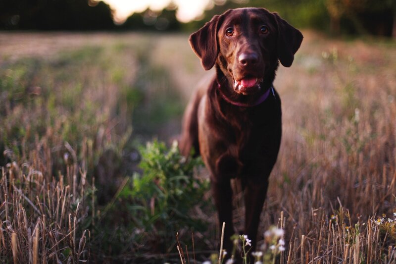 Chocolate lab in a field