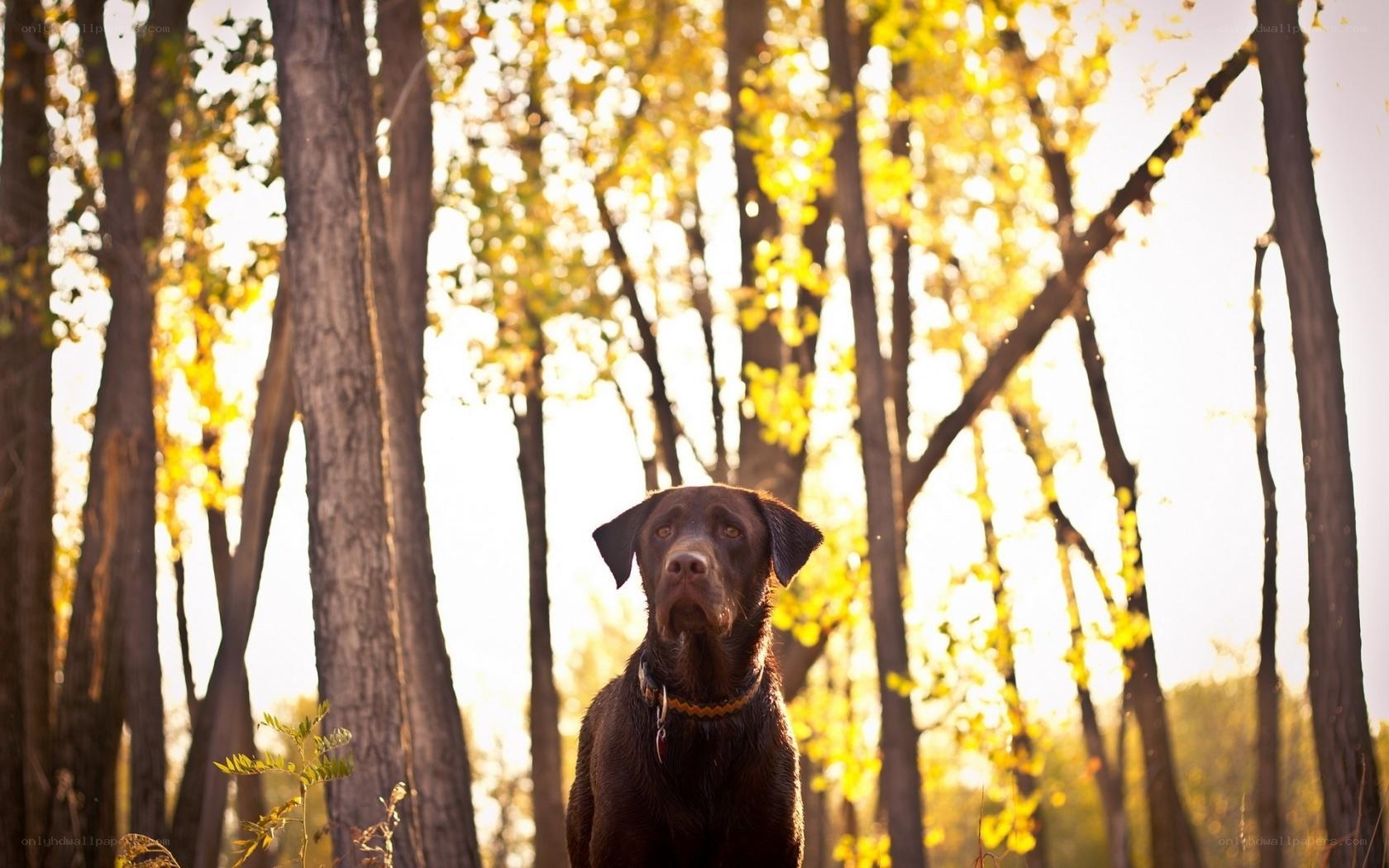 Chocolate lab in autumn forest