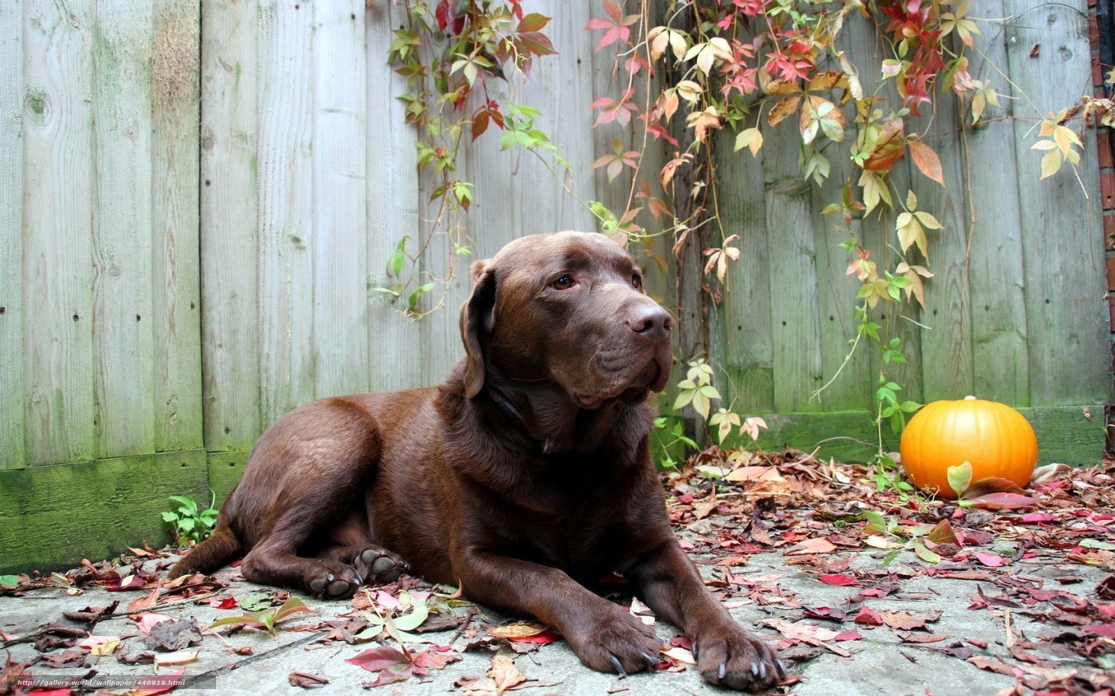 Chocolate lab in autumn leaves