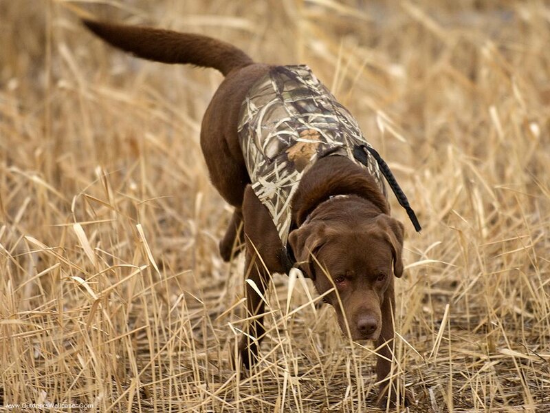 Chocolate Lab in Camouflage Vest