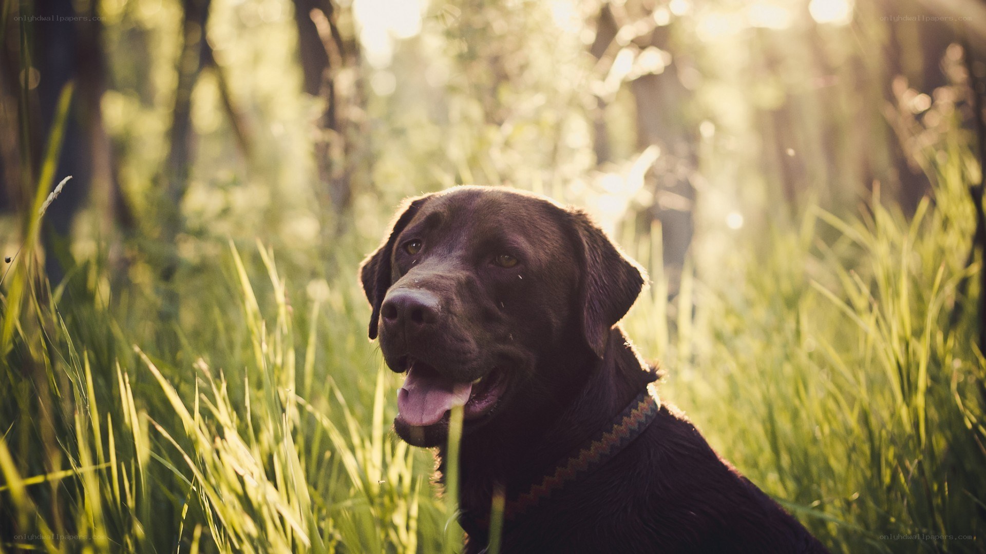 Chocolate lab in sunlit grass