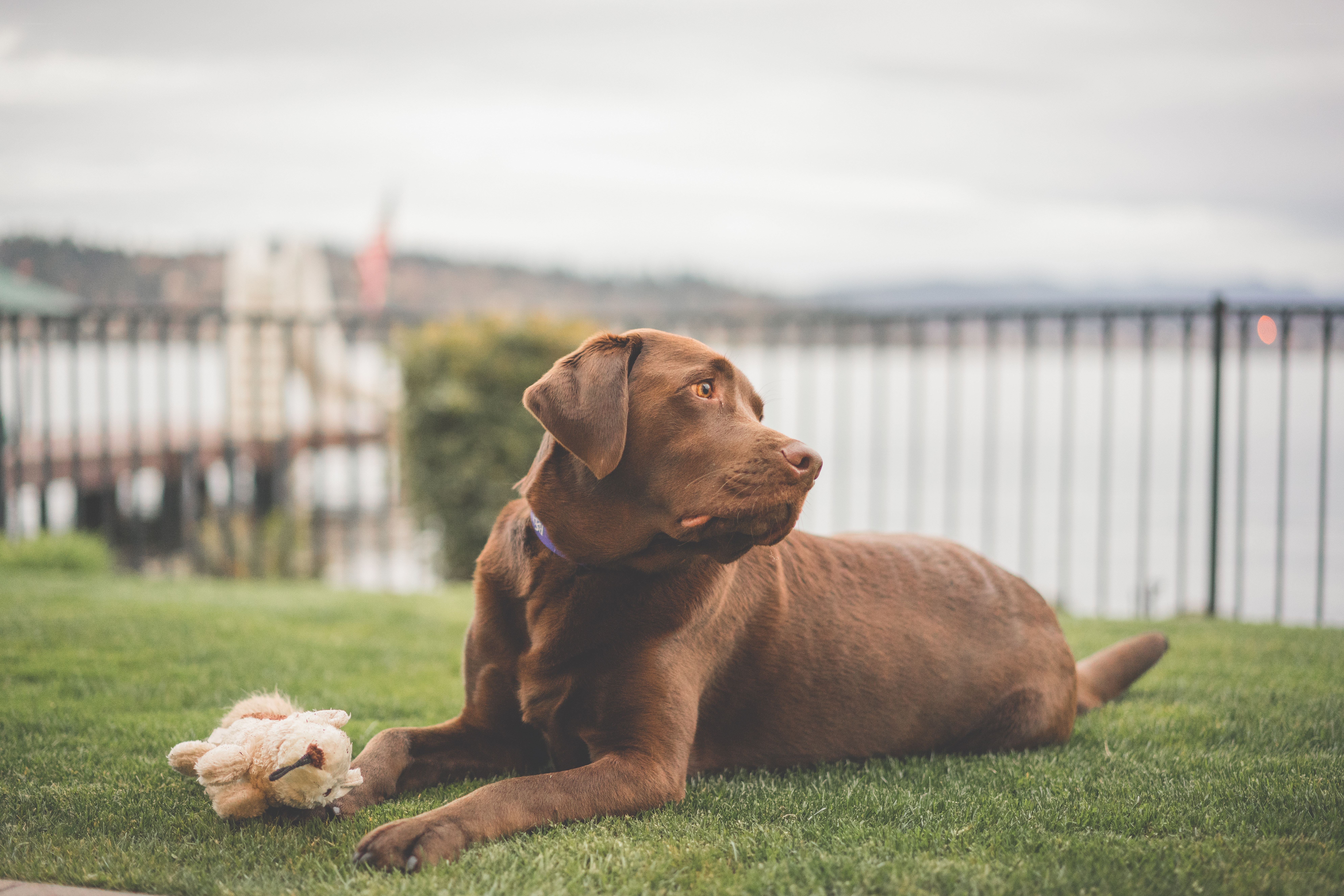 Chocolate lab on grass with toy